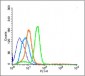 PCNA Rabbit pAb